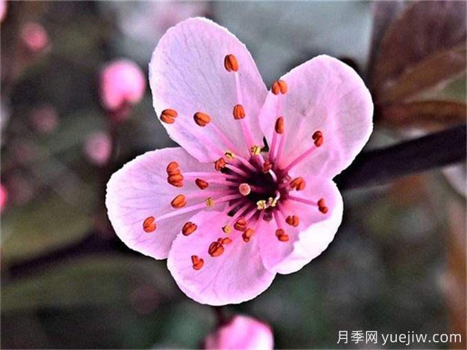 冬季里***耐寒的15種花卉，***耐寒的花推薦(圖2)