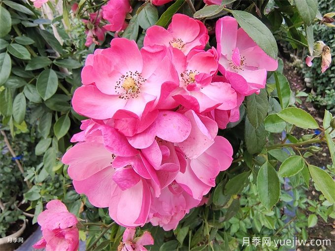 月季熬不過夏天，夏季月季如何養(yǎng)護？(圖2)