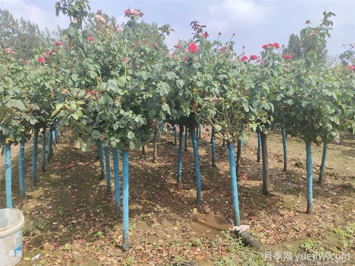 寒冷的冬季怎么正確養(yǎng)護(hù)月季花？(圖1)