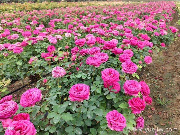 月季花開，南陽月季在園林綠化的場景展示(圖4)