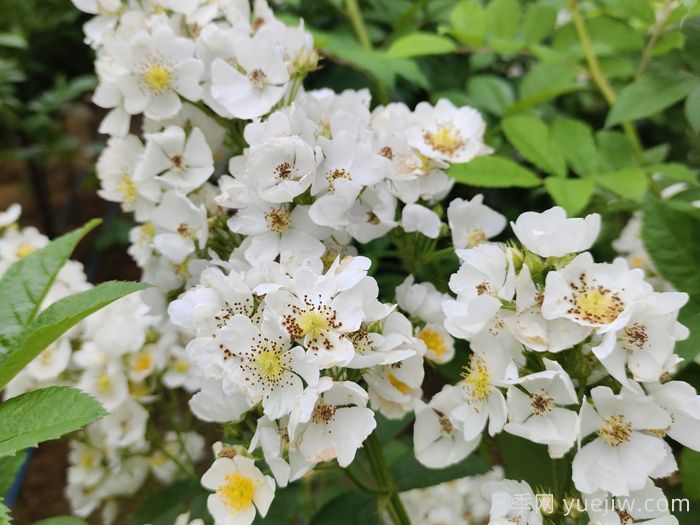 月季、玫瑰與薔薇，究竟誰(shuí)是源頭？(圖1)