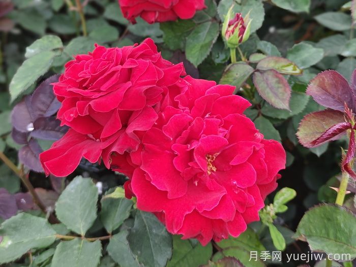 月季、玫瑰與薔薇，究竟誰(shuí)是源頭？(圖2)