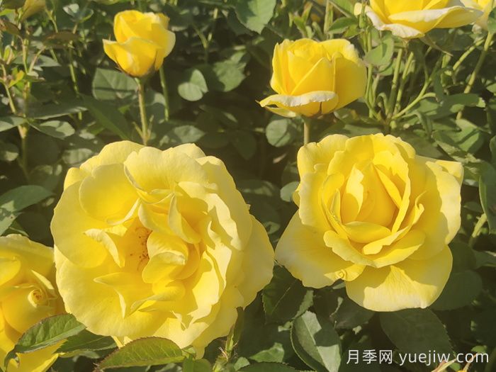 金鳳凰月季的優(yōu)缺點(diǎn)是什么？(圖2)