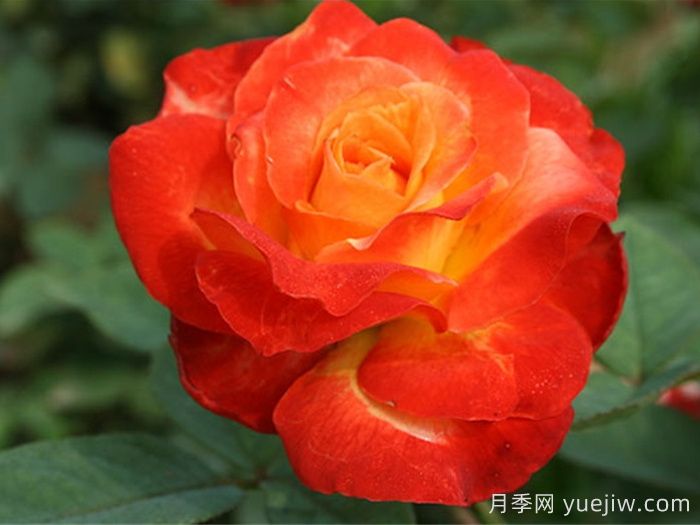 月季：花中皇后的四時浪漫(圖1)