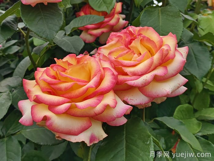 10分鐘學(xué)會(huì)月季養(yǎng)法，高手經(jīng)驗(yàn)總結(jié)(圖1)
