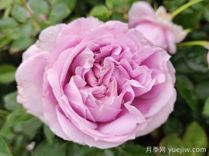 藍(lán)紫色月季發(fā)展簡(jiǎn)史，有哪些值得收藏的品種？(圖2)
