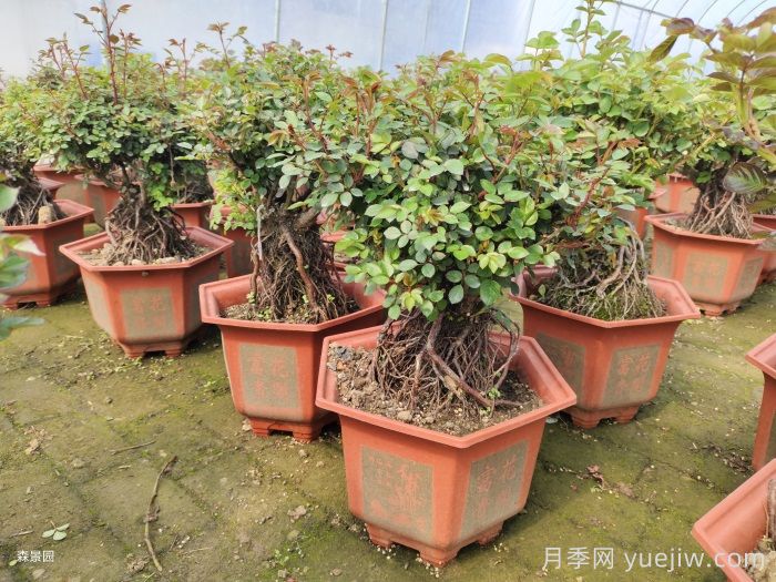 靠電商直播能拯救月季苗圃嗎？(圖1)