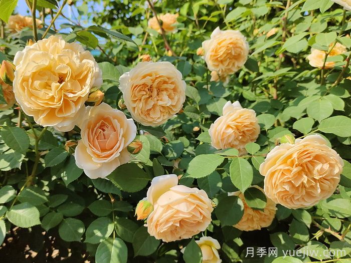 月季花肥如何選擇？花多多2號(hào)和磷酸二氫鉀的區(qū)別(圖1)