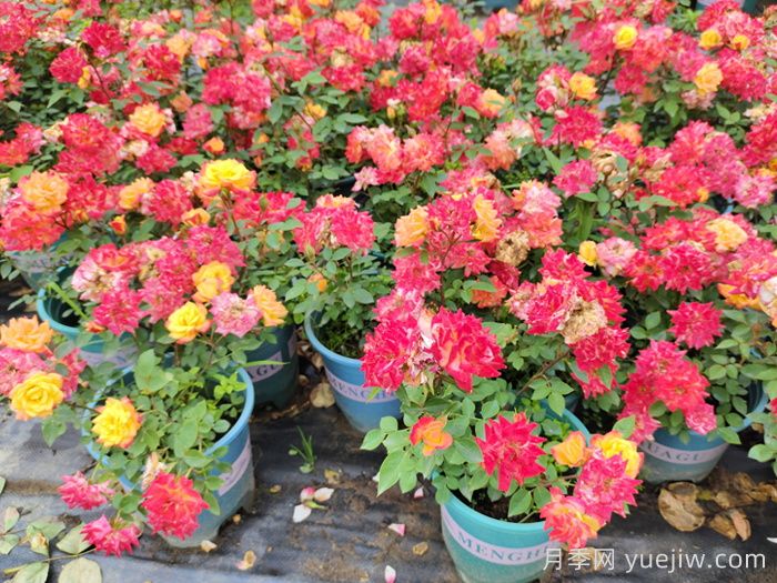 月季花肥如何選擇？花多多2號(hào)和磷酸二氫鉀的區(qū)別(圖3)